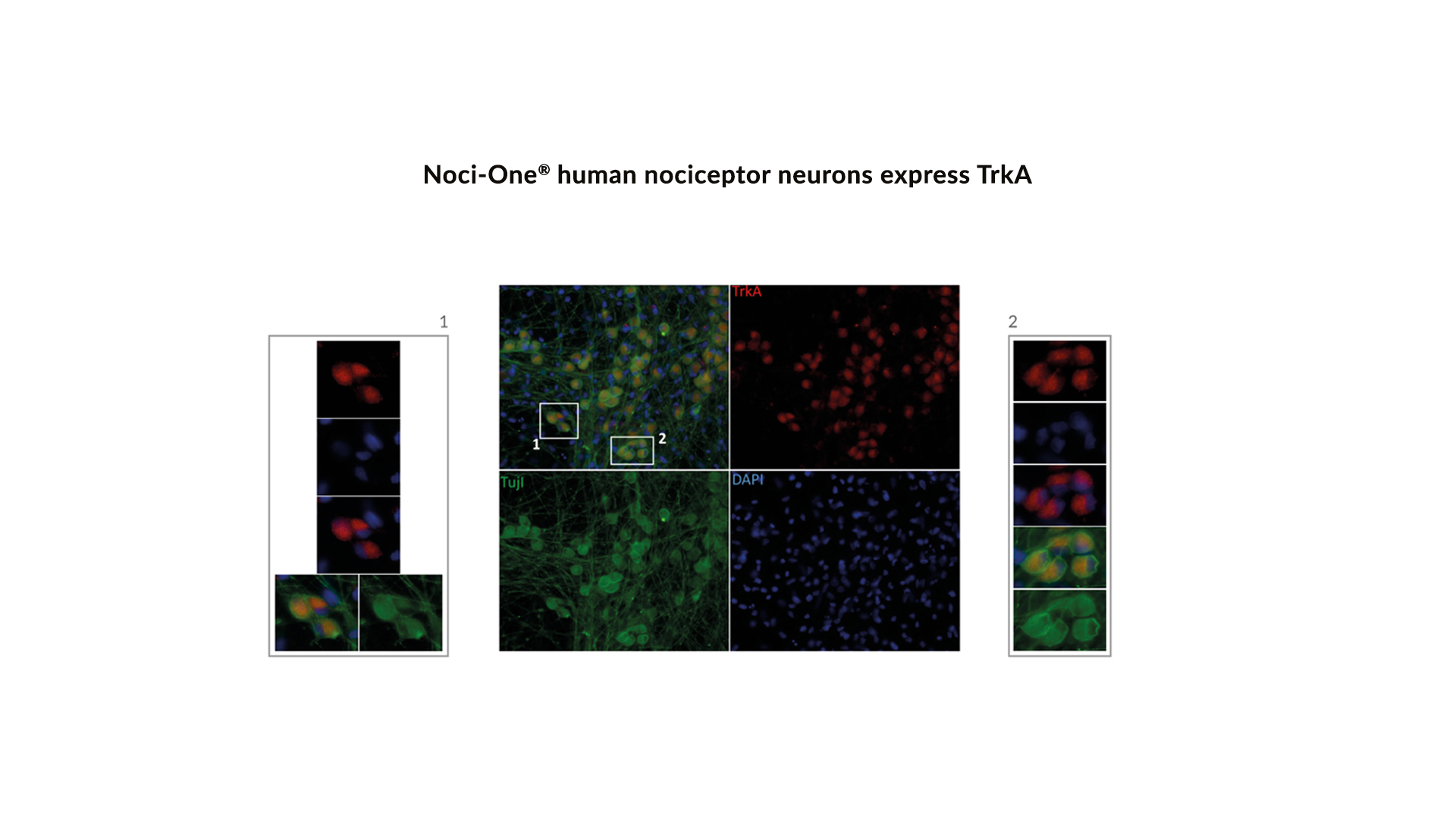 technical-validation-sheet-noci-one-human-cell-design-2020-12-figure-2 technical-validation-sheet-noci-one-human-cell-design-2020-12-figure-2