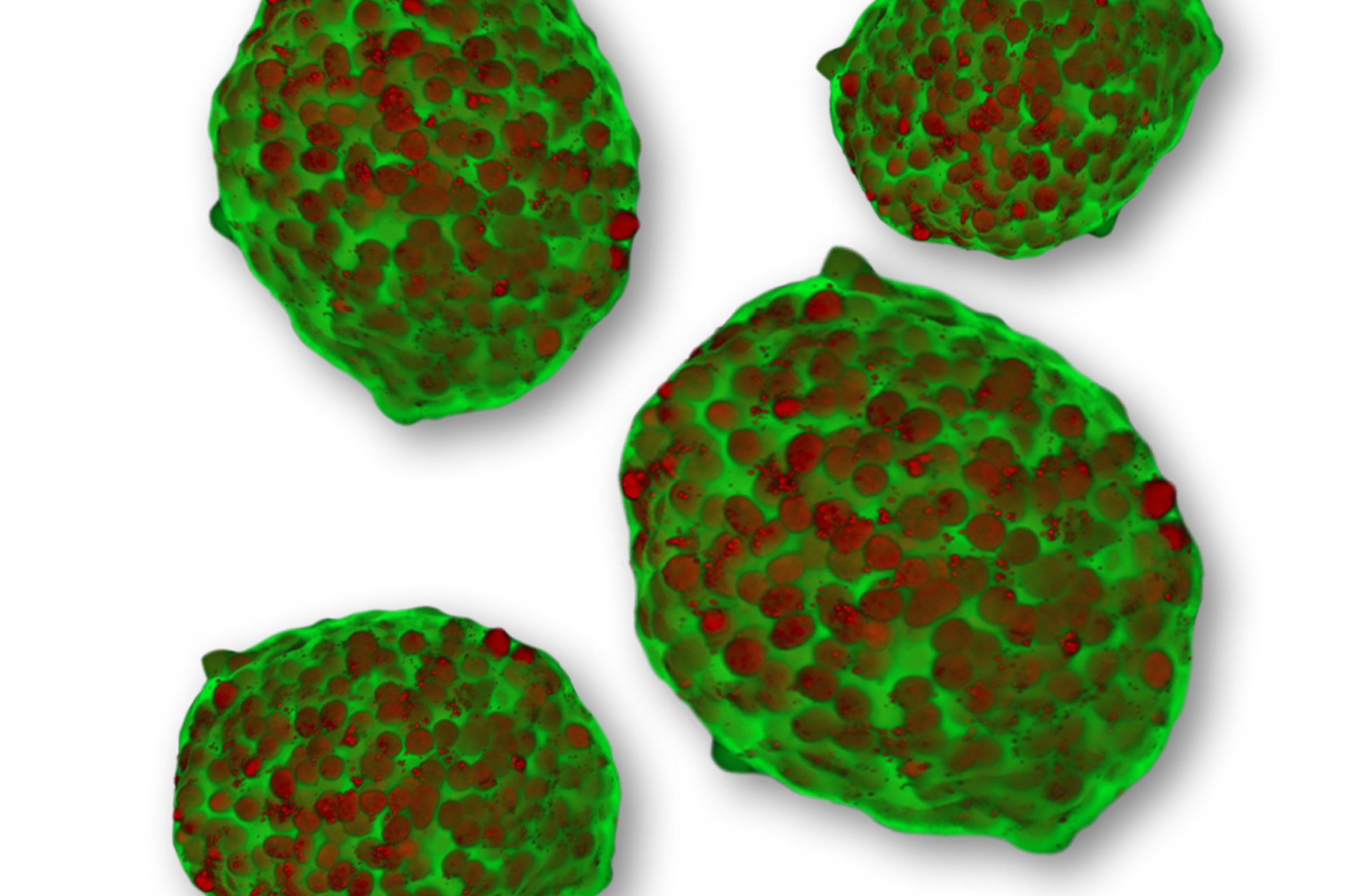 news-human-cell-design-new-endoc-bh5-human-beta-cells-standardized-3D-pseudo-islets