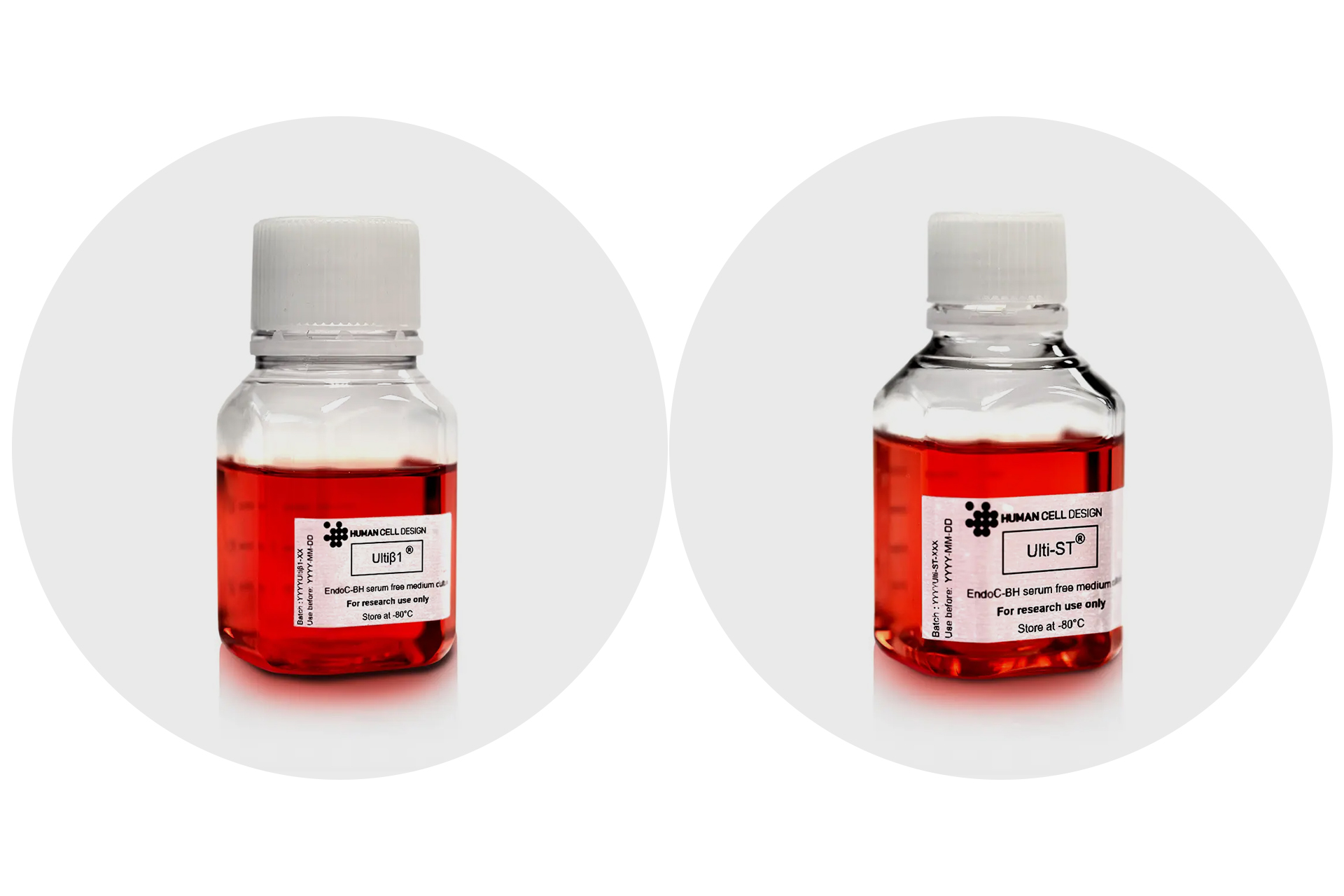 news-human-cell-design-ultib1-ulti-st-2024-02