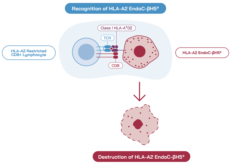 T-cell recognition of HLA-A2 EndoC-BH5 T-cell recognition of HLA-A2 EndoC-BH5