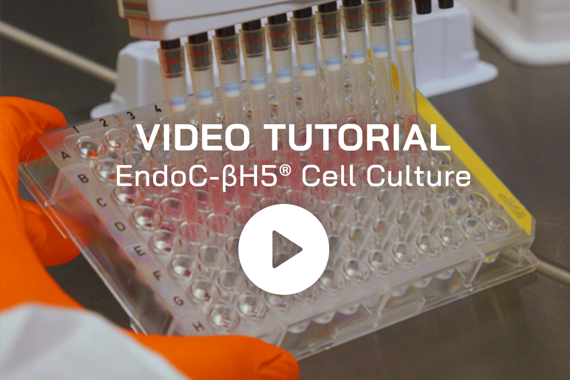news-human-cell-design-video-tutorial-cell-culture-endoc-bh5-2024